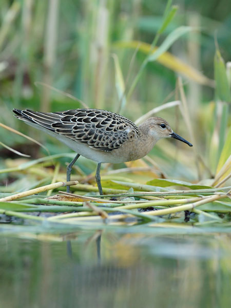 Suokukko, Ruff, Calidris pugnax